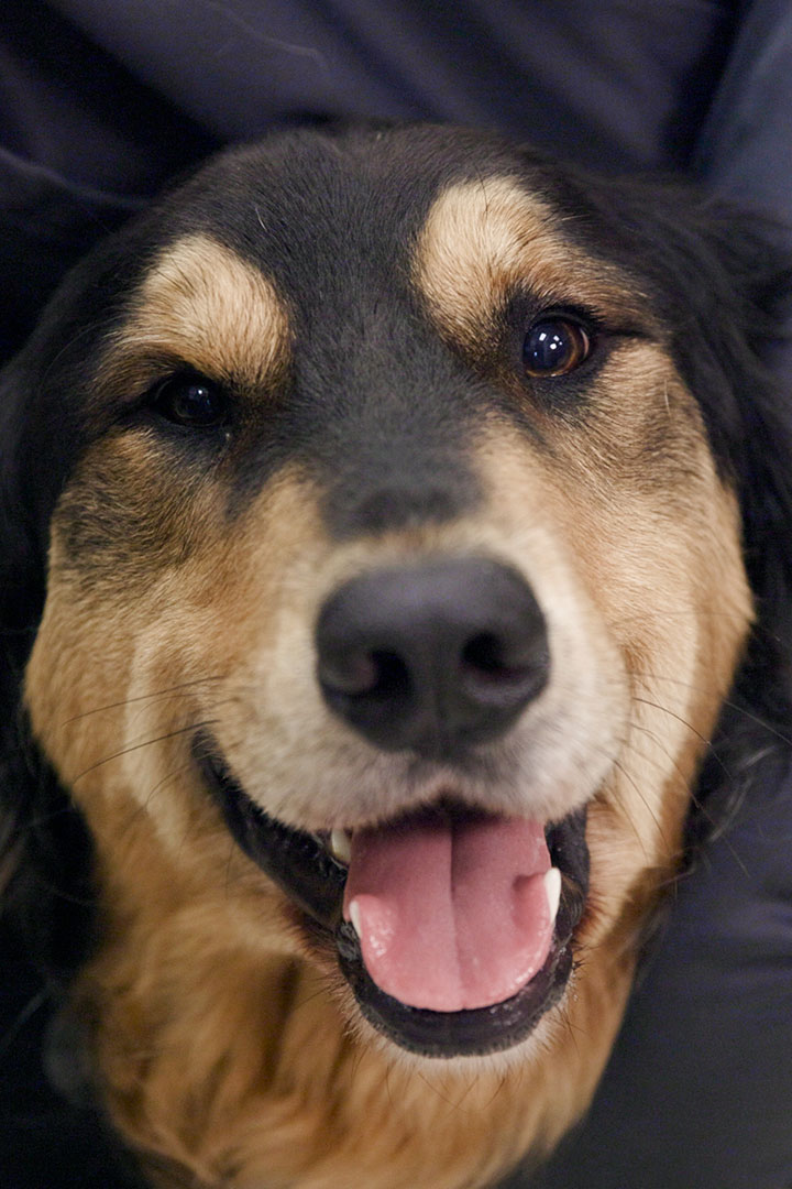 Close-up of a happy dog with a black and tan coat, looking directly into the camera with its mouth open and tongue out, as if smiling, after a visit to the vet. The dog's eyes are warm and expressive, and its fur appears soft and well-groomed.