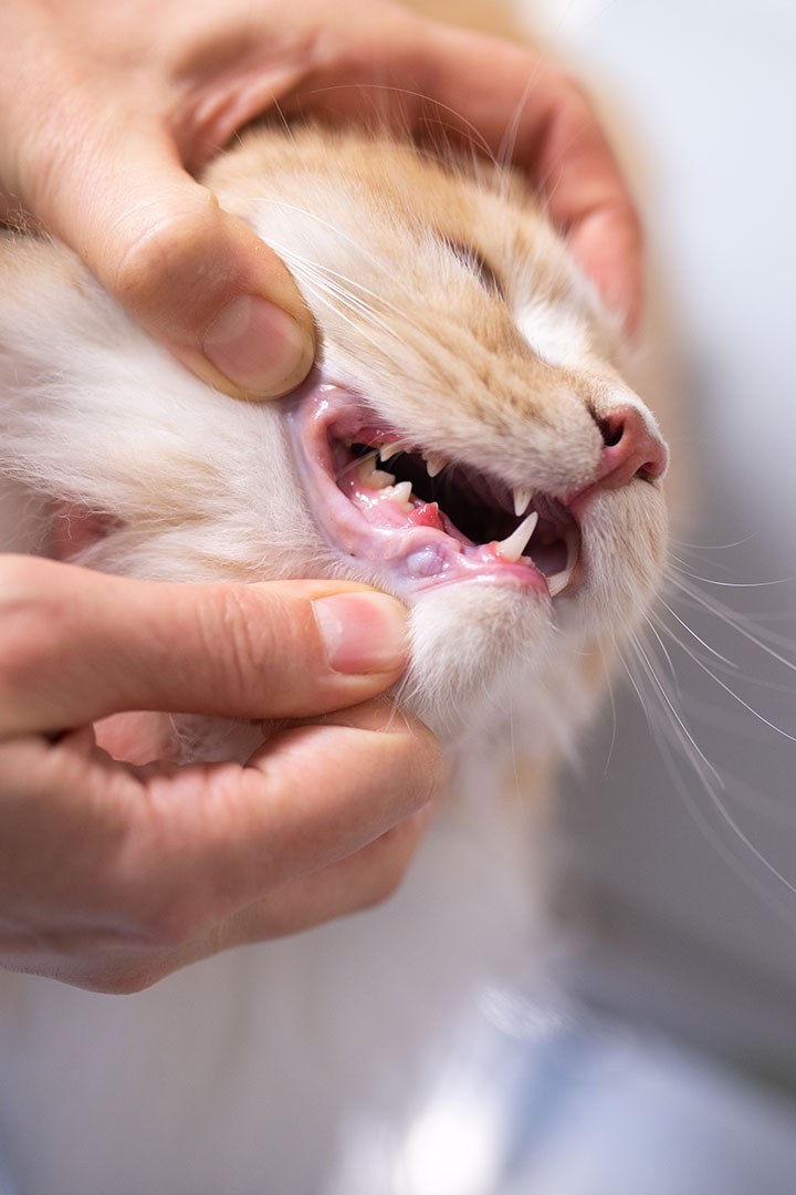 A close-up of a veterinarian's hands gently opening a cat's mouth, revealing its teeth and gums. The cat appears calm, and the vet's fingers are carefully holding the cat's chin and upper jaw. The background is blurred, focusing attention on the feline oral exam.