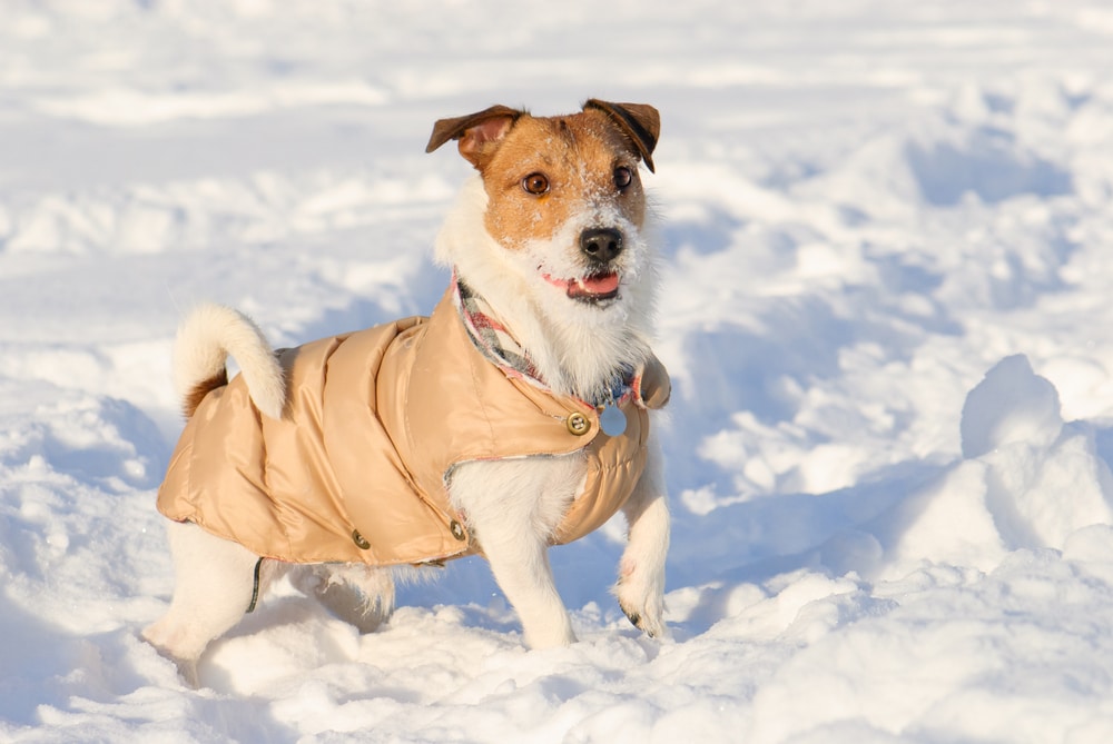 A small, brown and white dog wearing a beige coat stands in the snow, looking happy with its mouth open and one paw raised. Snow is visible on the dog's nose and mouth, and the background is a snowy landscape. The cheerful pup seems ready for its next vet visit!