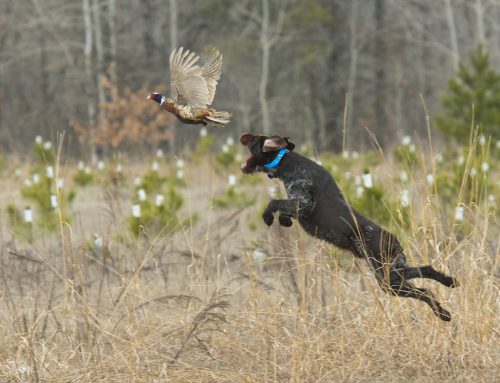 How to Keep Dogs Safe During Hunting Season